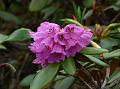 Rusty Rhododendron